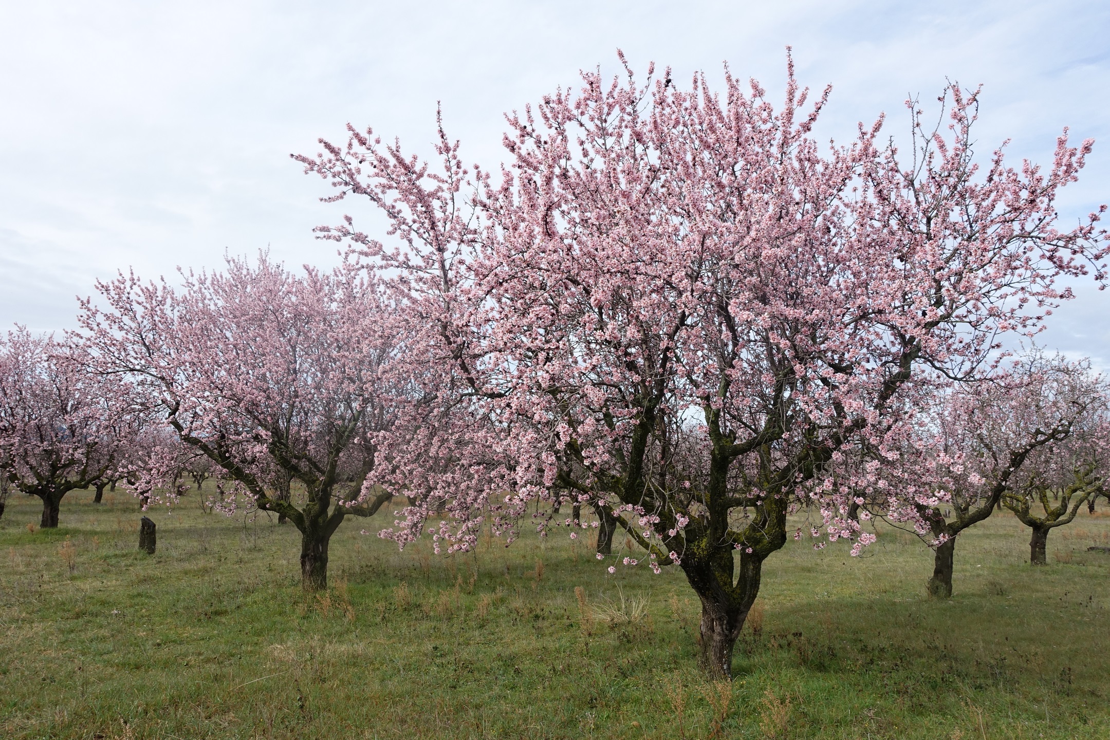 Château de Loarre , mallos de Aguero et amandiers en fleurs samedi 22 février 
