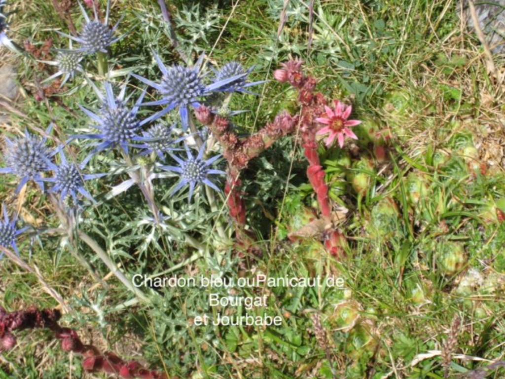 Fleurs de montagne 