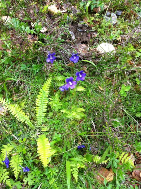 Les plantes carnivores